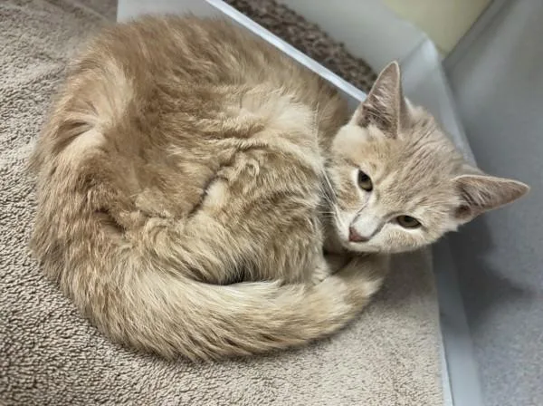 A young medium-sized male Domestic Short Hair cat named Sinatra for adoption in Stratham, NH