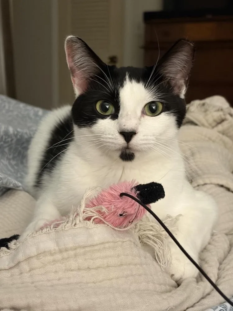 A young small-sized female Black & White / Tuxedo Domestic Short Hair cat named Gwennie for adoption in Saint Augustine, FL