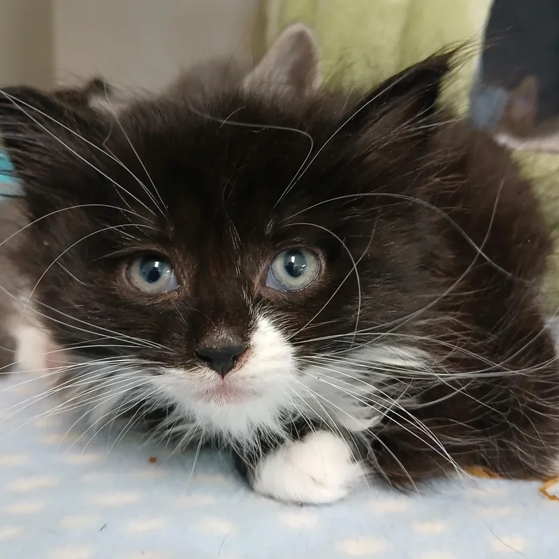A baby medium-sized female Black & White / Tuxedo Domestic Medium Hair cat named Virginia for adoption in Germansville, PA
