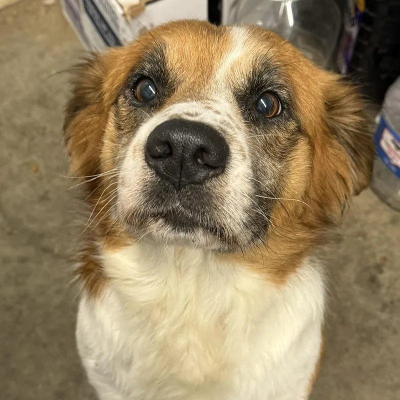 A young medium-sized male White / Cream Saint Bernard dog named Magnus for adoption in Brooksville, KY