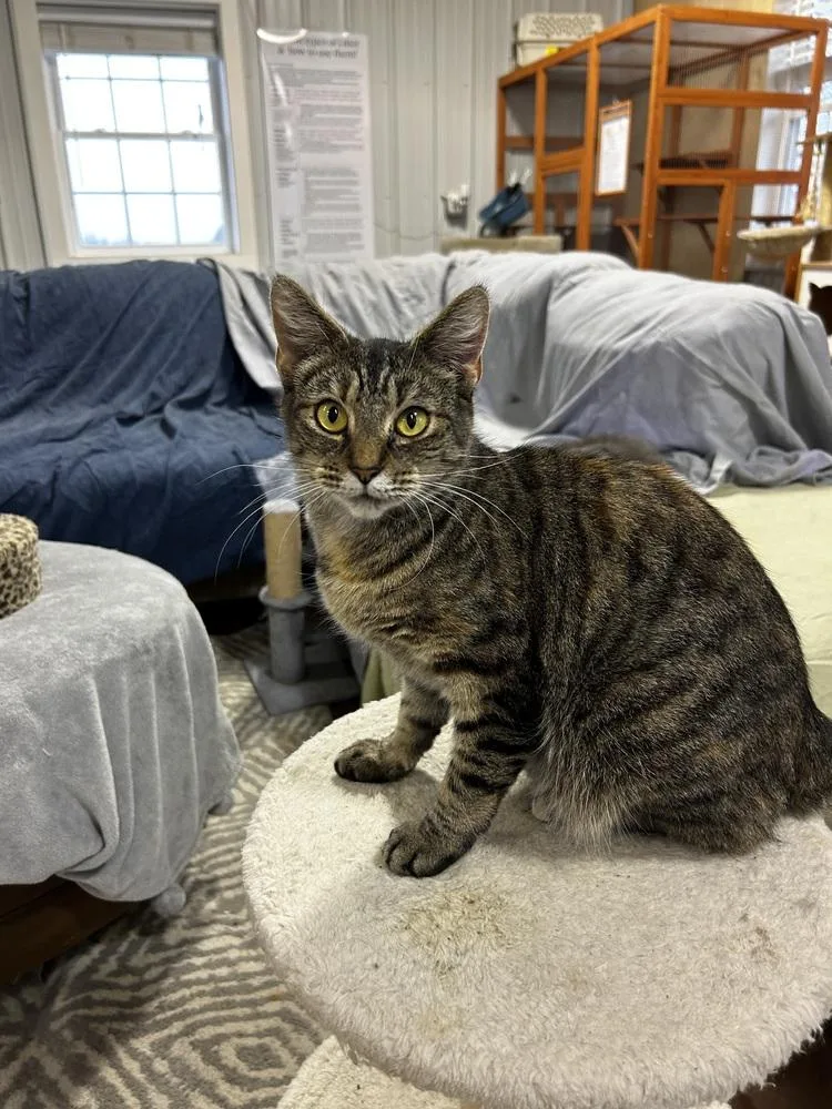 An adult medium-sized female Domestic Short Hair cat named Stella for adoption in Telford, PA