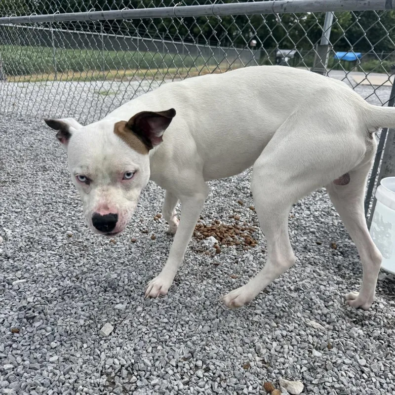 A young medium-sized male White / Cream Pit Bull Terrier dog named Wookie for adoption in Morganfield, KY