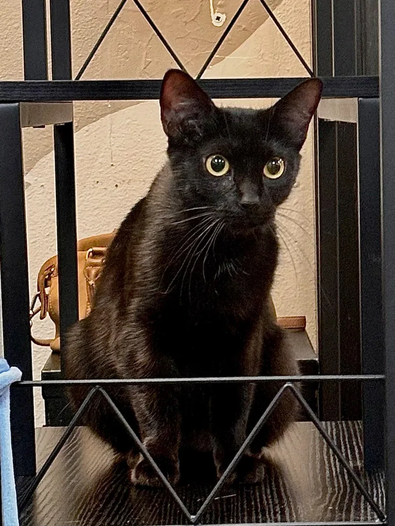 A young medium-sized female Black Bombay cat named Olive for adoption in Woodinville, WA