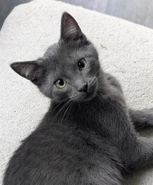 A baby small-sized male Domestic Short Hair cat named Tobias Fünkgrey for adoption in Sacramento, CA