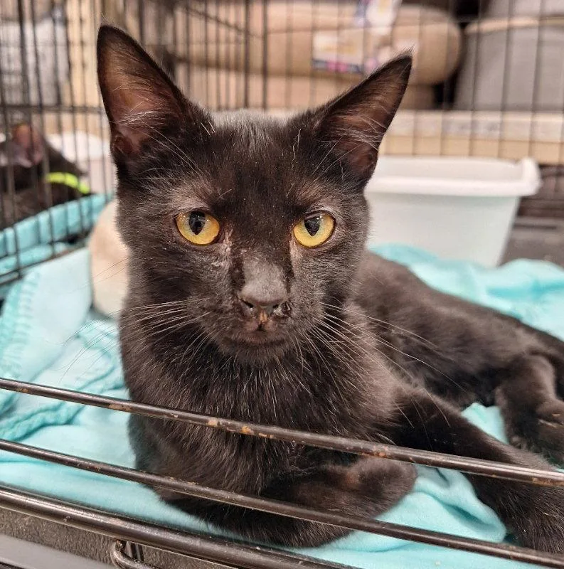 A baby medium-sized female Black Domestic Short Hair cat named Ciabatta for adoption in House Springs, MO