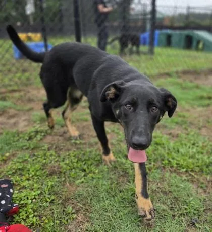 A baby large-sized female Shepherd dog named Barbie for adoption in Conway, SC