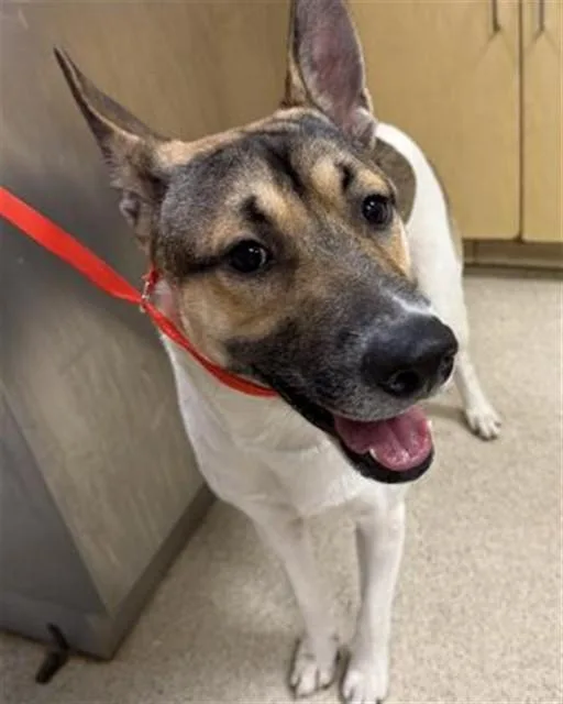 A young large-sized male German Shepherd Dog dog named Churo for adoption in Riverside, CA