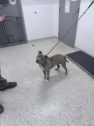 An adult medium-sized female Terrier dog named Possum for adoption in Gastonia, NC