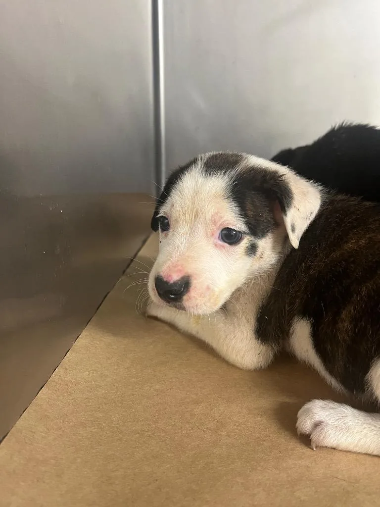 A baby large-sized male Mixed Breed dog named Yamper for adoption in Cartersville , GA