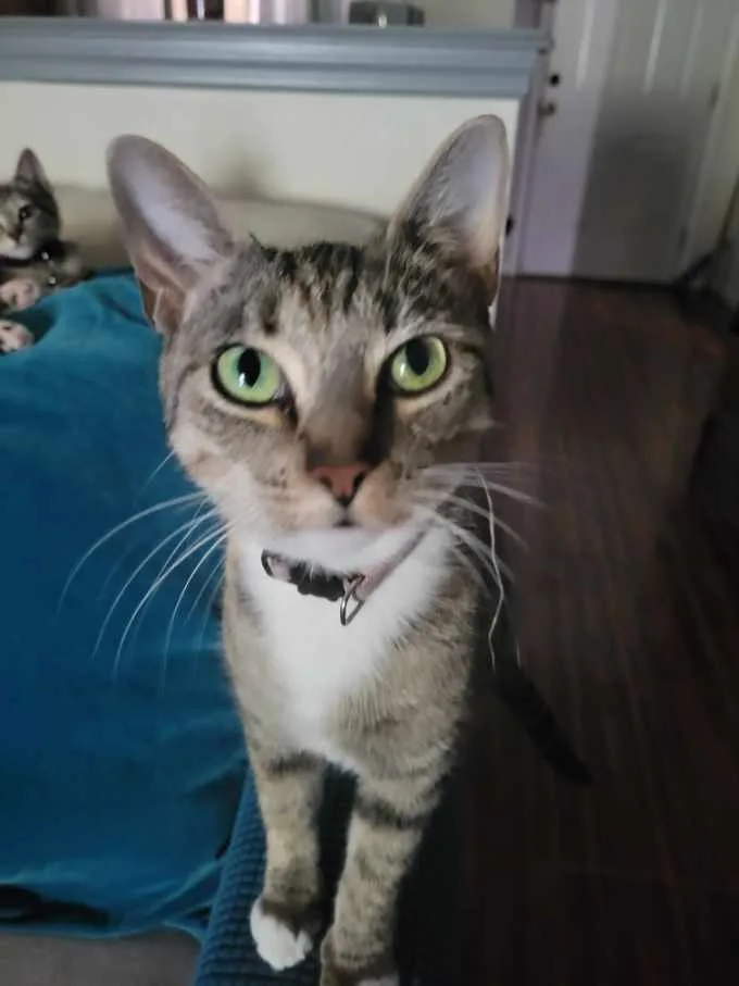 An adult medium-sized female Torbie cat named Peanut for adoption in Maitland, FL