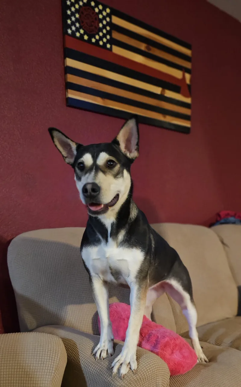 An adult medium-sized female Bull Terrier dog named Icicle for adoption in Bar Nunn, WY