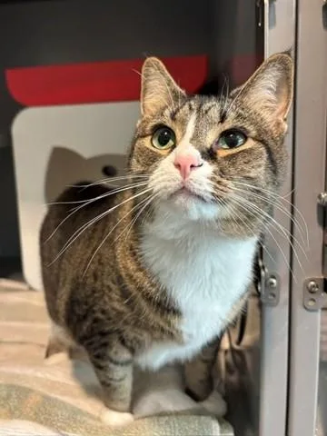 An adult small-sized female Domestic Short Hair cat named Tiana for adoption in Leesburg, VA