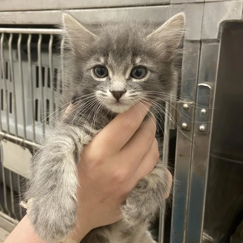 A baby small-sized female Domestic Long Hair cat named Shore for adoption in Monroe, LA