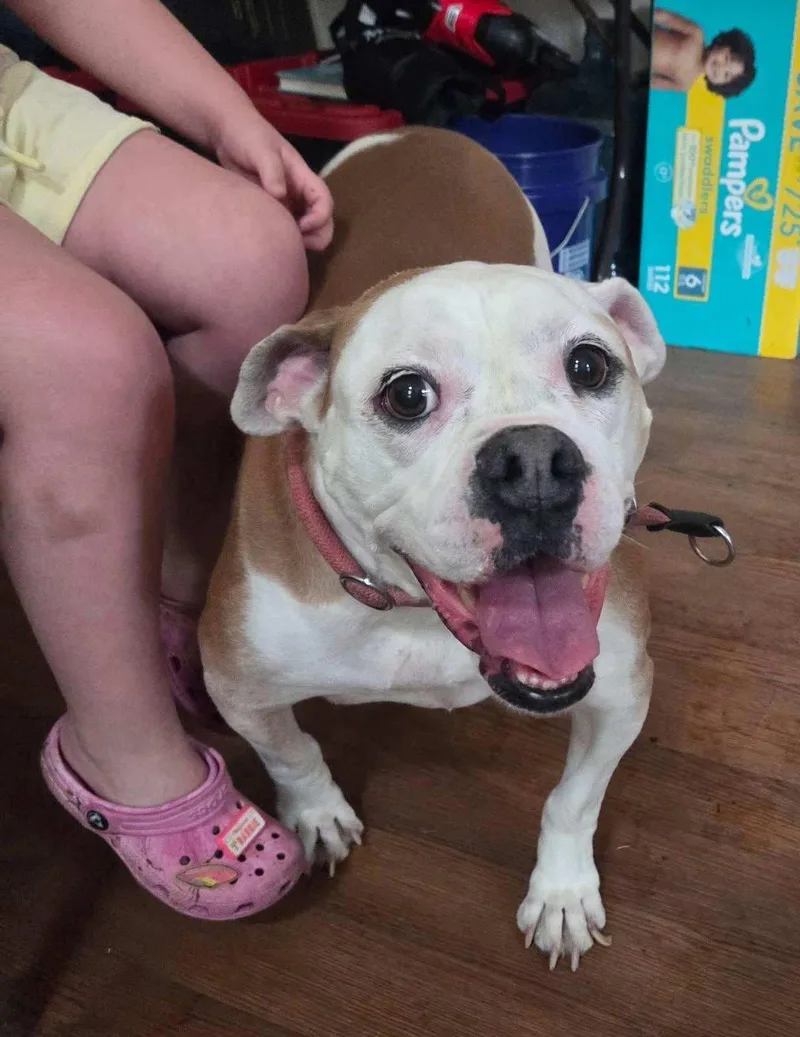 An adult large-sized female Bulldog dog named Sky for adoption in Bayport, NY