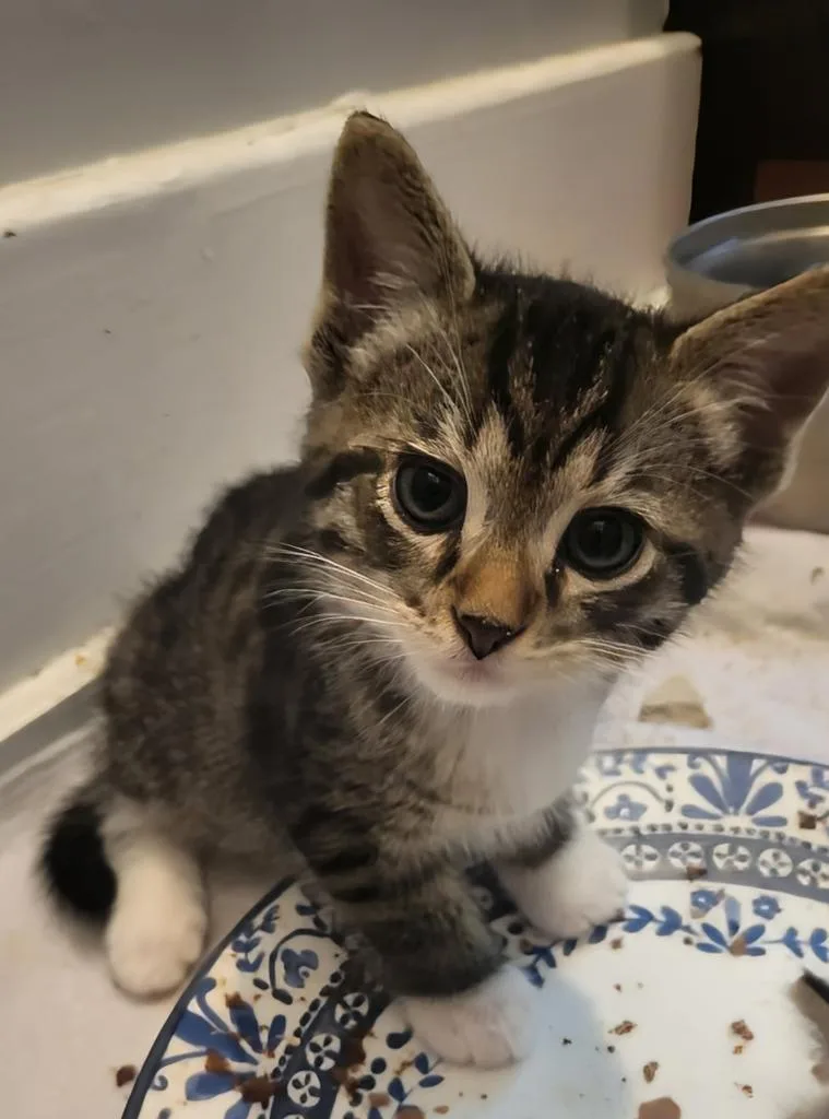 A baby medium-sized male Domestic Short Hair cat named Nugget for adoption in Florence, SC