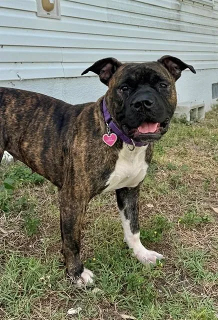 An adult large-sized female Terrier dog named Penny for adoption in Naples, FL