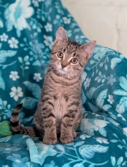 A baby small-sized female Domestic Short Hair cat named Punkie for adoption in Canfield, OH