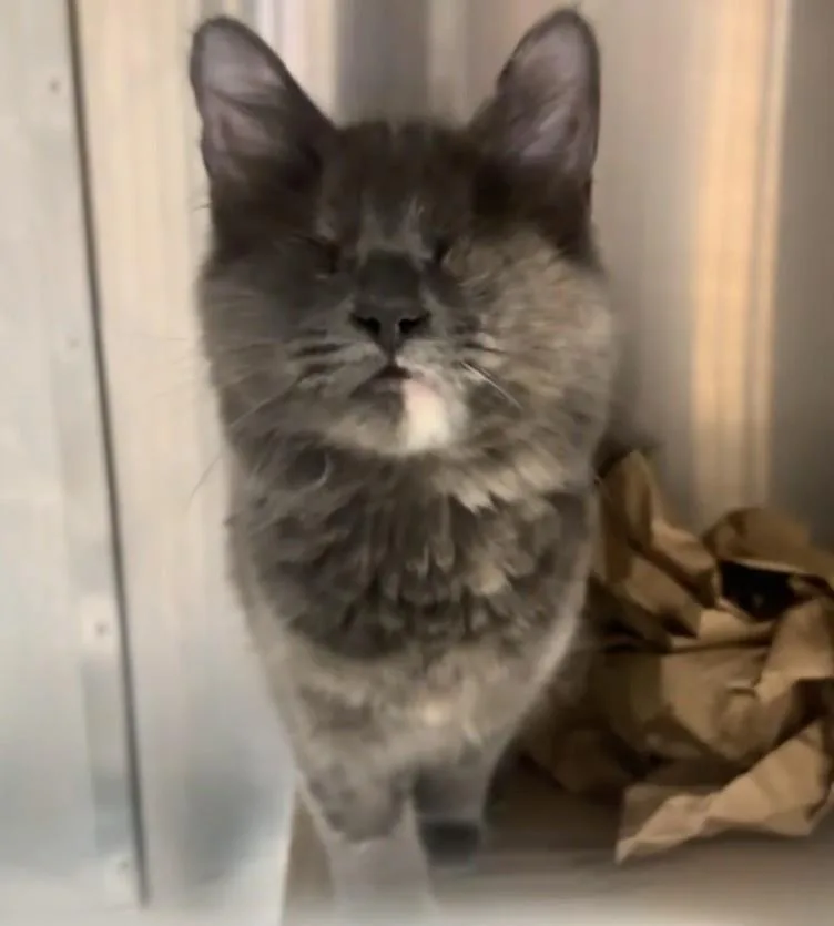 A baby medium-sized female Domestic Medium Hair cat named Gimlet Marie Bonded With for adoption in Chandler, AZ