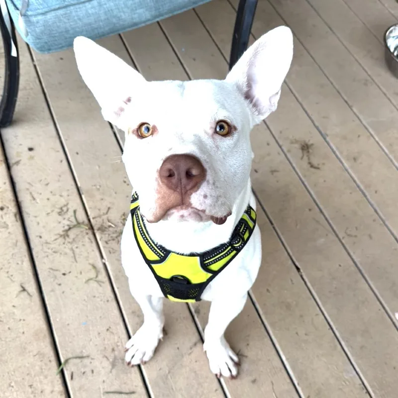 An adult medium-sized male White / Cream Mixed Breed dog named Plankton for adoption in Lake Jackson, TX
