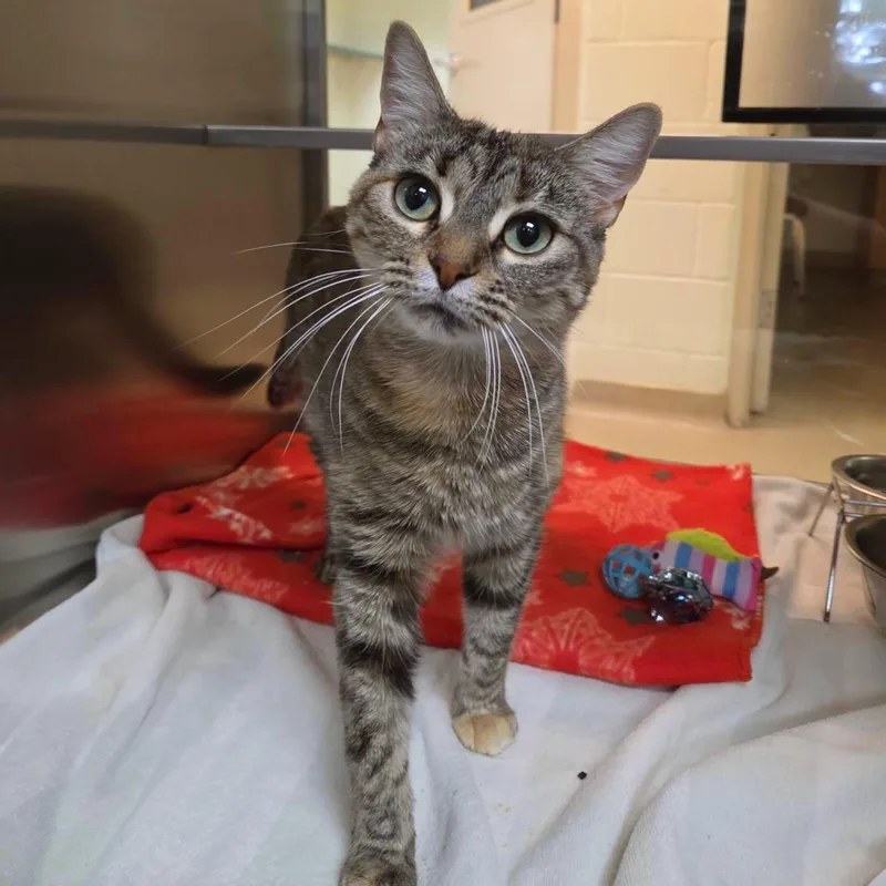 An adult medium-sized female Domestic Short Hair cat named Clementine for adoption in Plover, WI