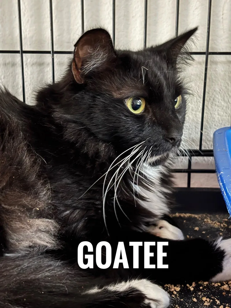 An adult small-sized male Black & White / Tuxedo Domestic Long Hair cat named Goatee for adoption in Longwood, FL