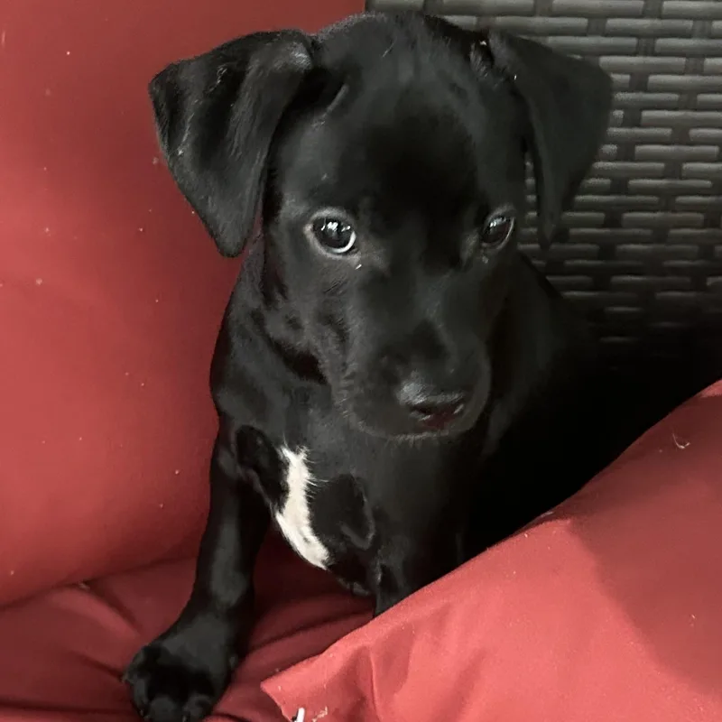 A baby medium-sized male Chihuahua dog named Niko for adoption in Kannapolis, NC
