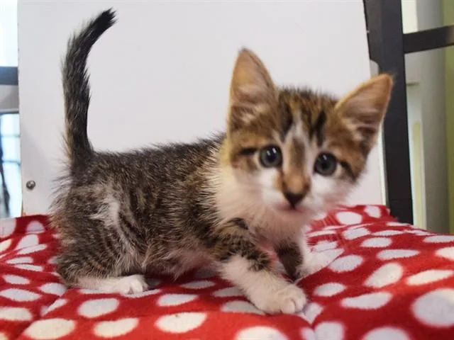 A baby small-sized male Domestic Short Hair cat named A for adoption in Sacramento, CA
