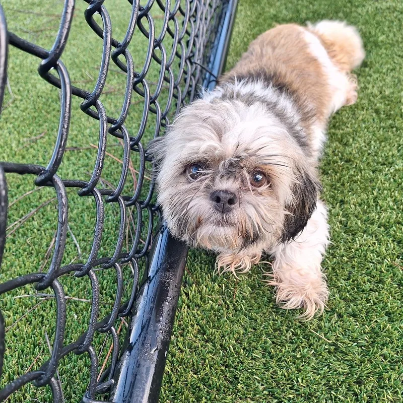 An adult small-sized female Brindle Shih Tzu dog named Flynn for adoption in LOXAHATCHEE, FL