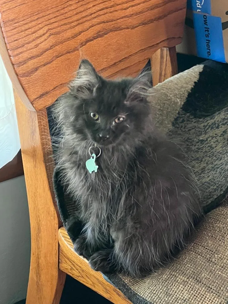 A baby small-sized male Domestic Medium Hair cat named Lee for adoption in Wintersville, OH