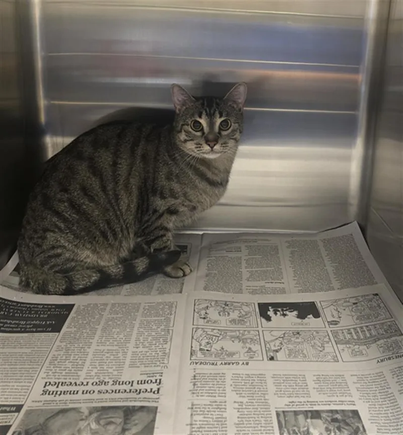 An adult medium-sized female Domestic Short Hair cat named Oransgpin for adoption in Houston, TX