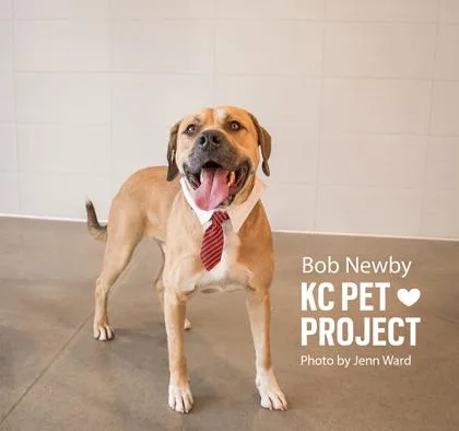 An adult extra large-sized male Yellow / Tan / Blond / Fawn Mixed Breed dog named Bob Newby for adoption in Kansas City, MO