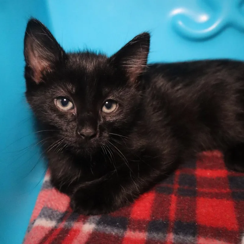 A baby small-sized male Black Domestic Short Hair cat named Dusty Bear for adoption in Waukesha, WI