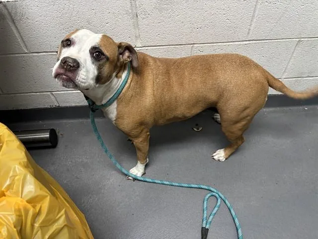 An adult large-sized female Pit Bull Terrier dog named Peppa Pig for adoption in Antioch, CA
