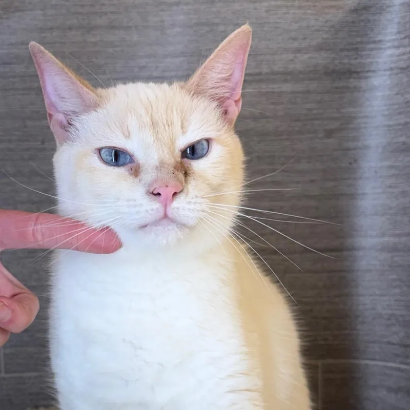 A young small-sized female White Domestic Short Hair cat named Shaken Bacon for adoption in Fredericksburg, VA