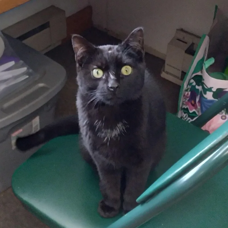 A young medium-sized male Domestic Short Hair cat named Ferris for adoption in Charlestown, NH