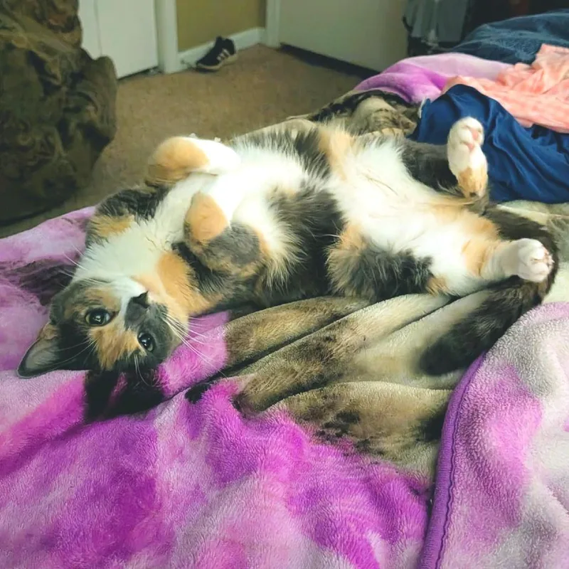 An adult large-sized female Domestic Short Hair cat named Jellylorum for adoption in Cumming, GA