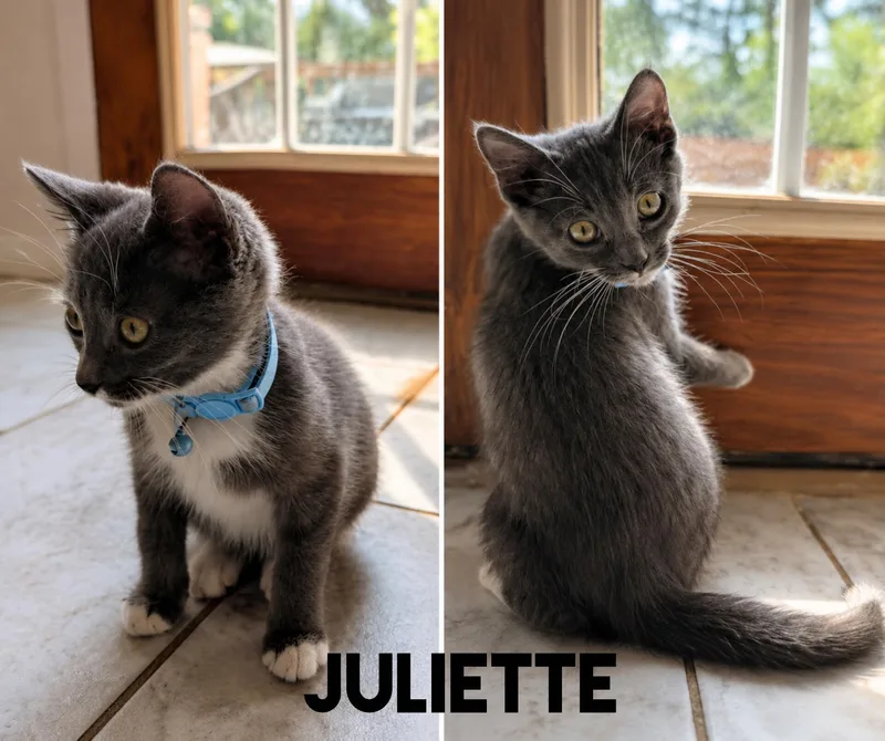 A baby small-sized female Gray & White Domestic Short Hair cat named Juliette for adoption in Shrewsbury, MA