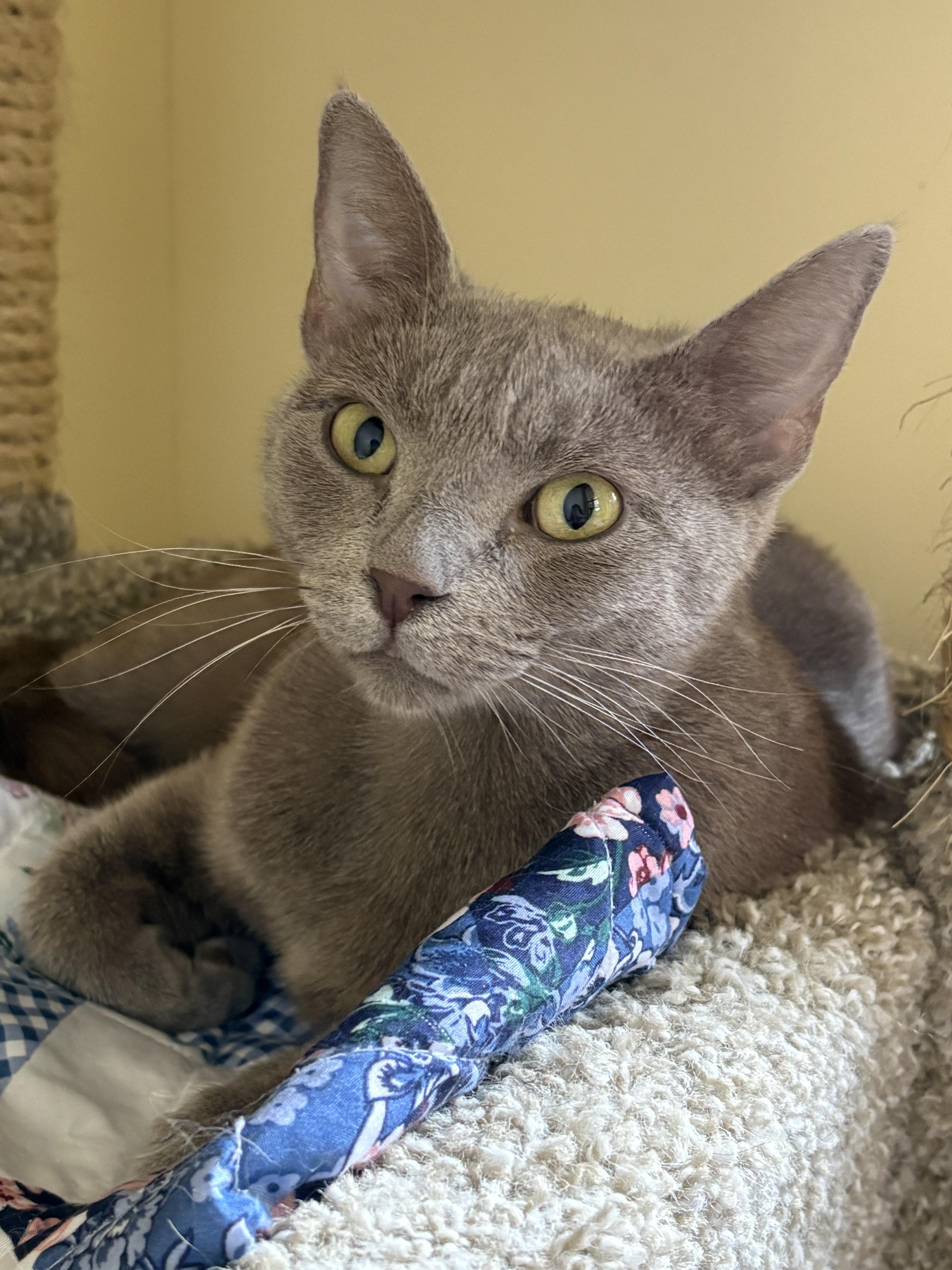 An adult medium-sized female Gray / Blue / Silver Domestic Short Hair cat named Lorelai for adoption in Prescott, AZ