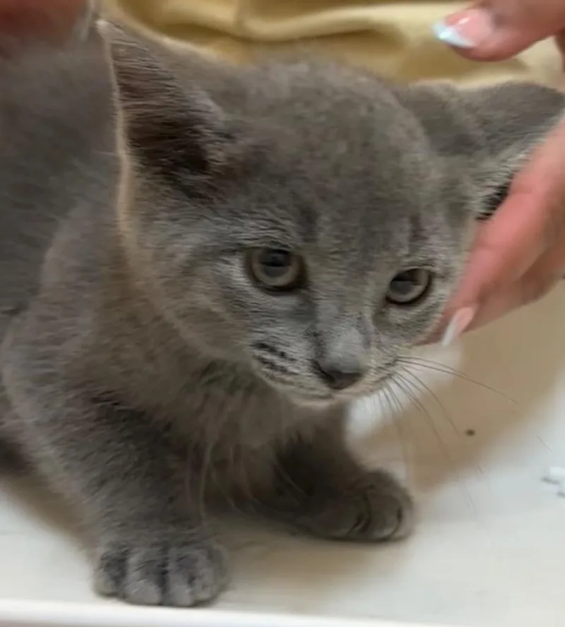 A baby small-sized female Domestic Short Hair cat named Jello for adoption in Elizabethton, TN