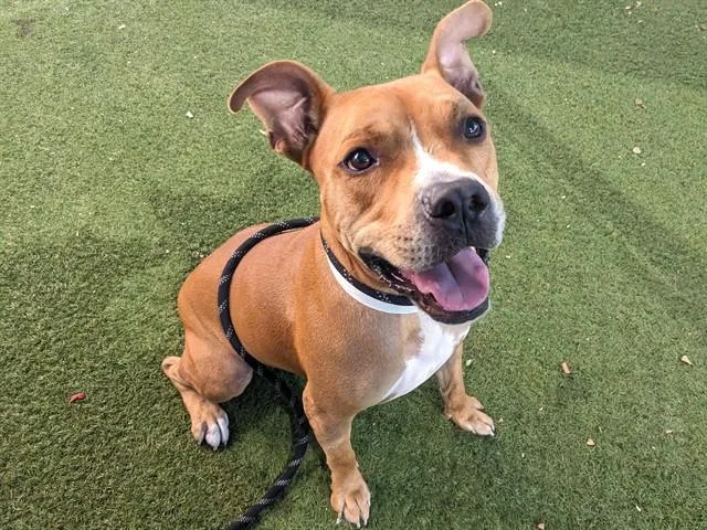 A young large-sized male Boxer dog named Sparrow for adoption in Phoenix, AZ