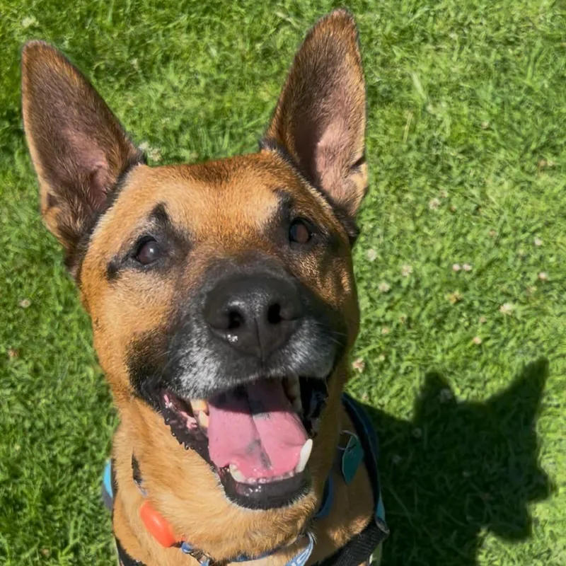 Cantaloupe thumbnail 2