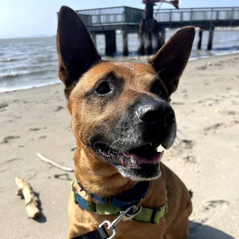 Cantaloupe thumbnail 4