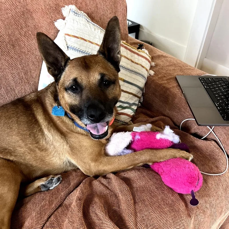 Cantaloupe thumbnail 5