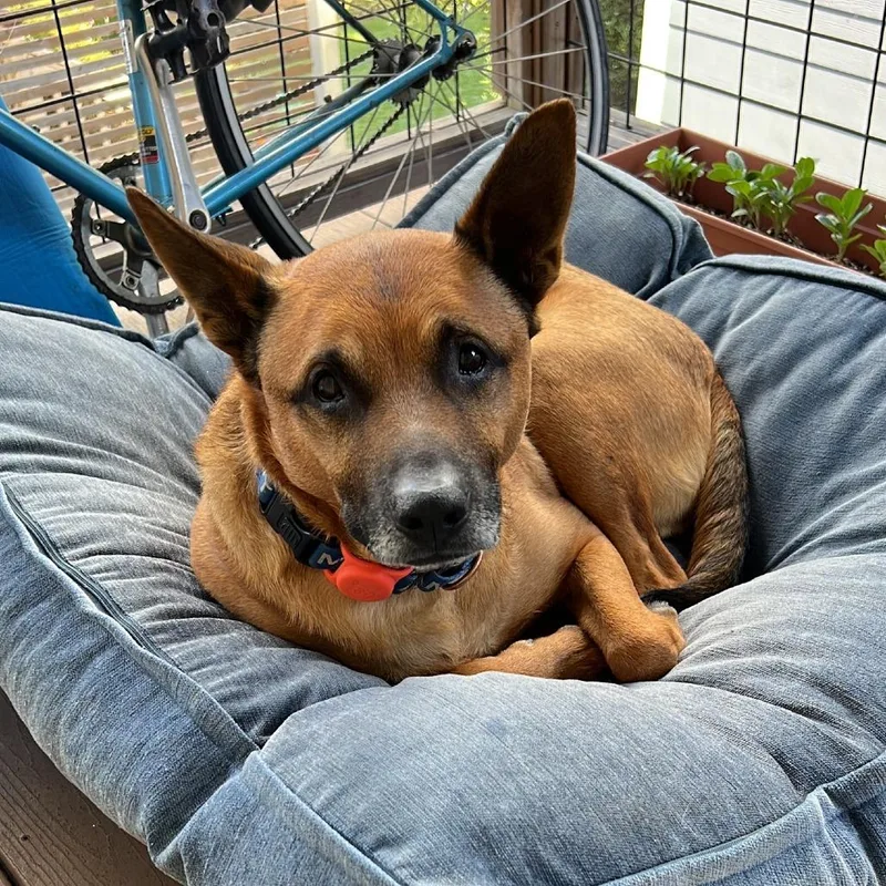 Cantaloupe thumbnail 6