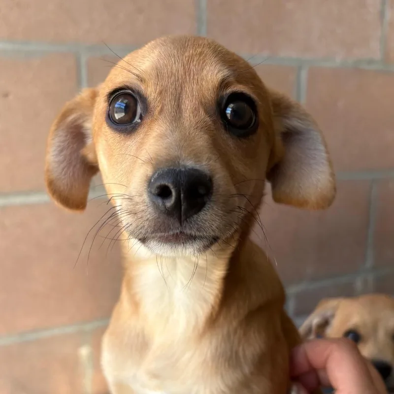 Penelope thumbnail 2