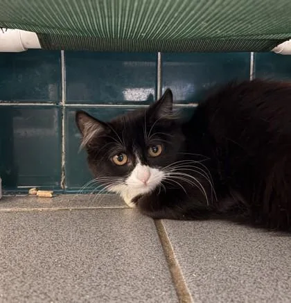 A baby small-sized female Domestic Long Hair cat named Callie for adoption in Honolulu, HI