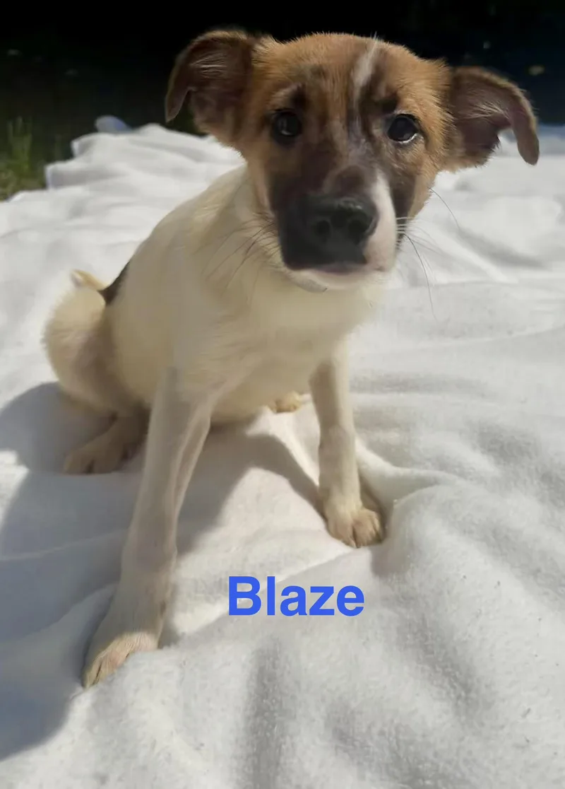 A baby medium-sized male White / Cream Australian Shepherd dog named Blaze for adoption in Pawleys Island, SC
