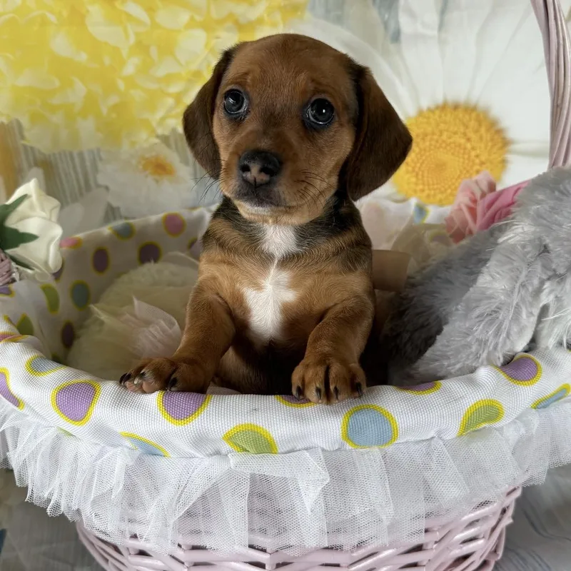A baby small-sized female Chihuahua dog named Cottontail for adoption in Cumming, GA