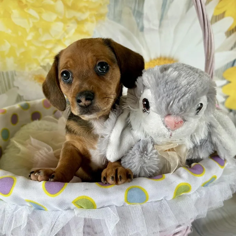 Cottontail thumbnail 2