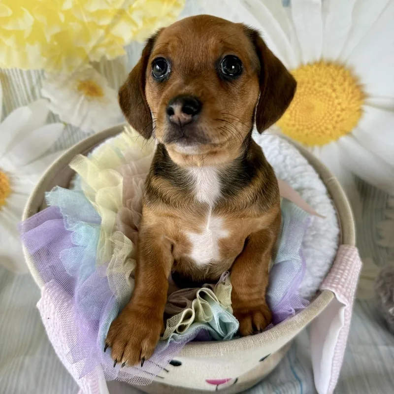 Cottontail thumbnail 3